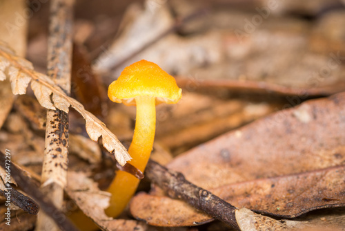 Canvastavla Close up of Hygrocybe blanda which is a small, indigenous orange waxgill mushroom native to New Zealand