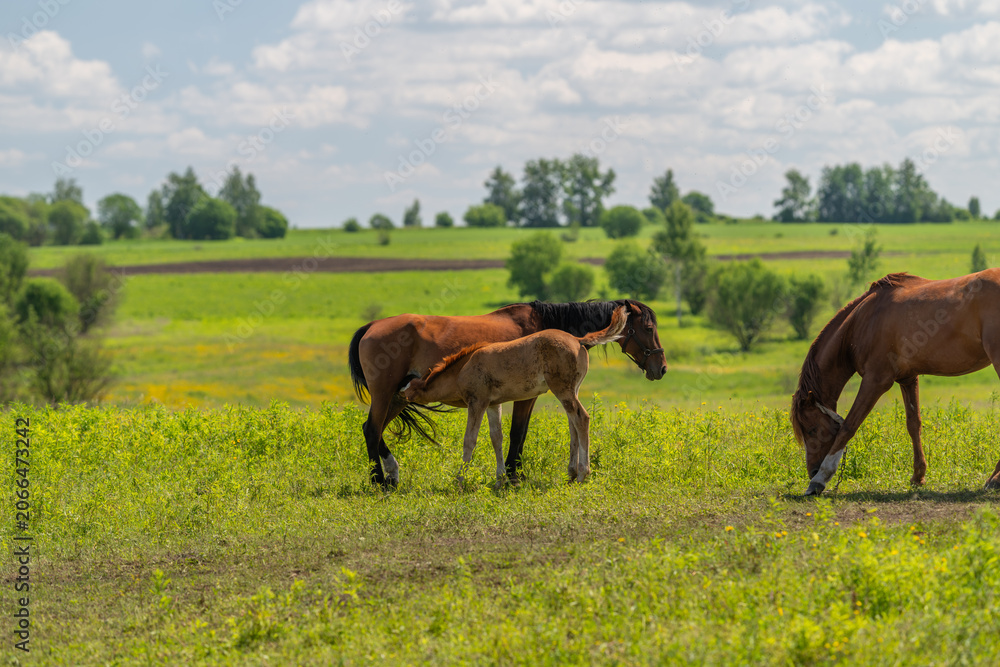 Obraz premium Mare and foal grazing in sunlit green pasture
