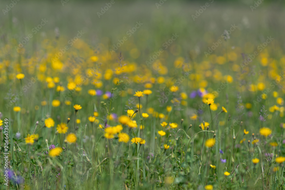 Fototapeta premium Meadow of yellow wildflowers in soft summer light