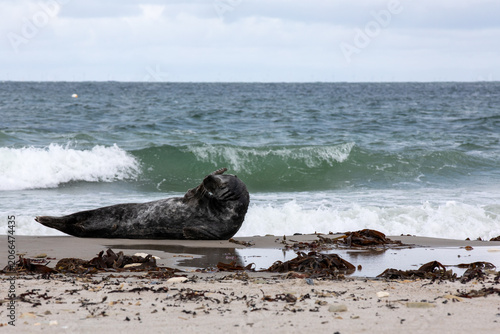 Grey Seal Resting on Sandy Beach with Waves in Background