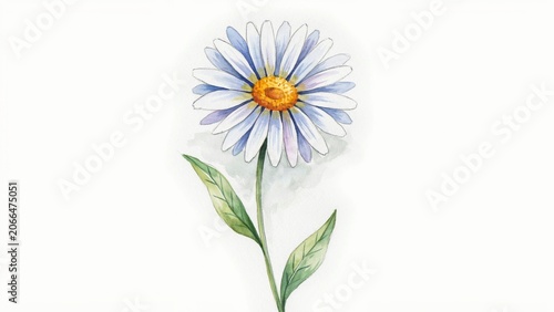 Beautiful watercolor illustration of a single white daisy flower painted delicately on white background