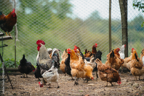 фотографія Free range chickens roaming farmyard enclosure