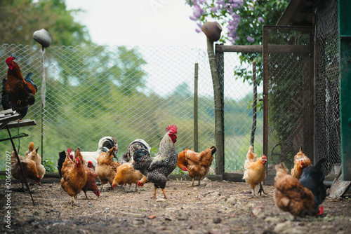 Free range chickens and roosters walking in a village yard