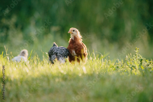 Foto Young chicks foraging in green grass field