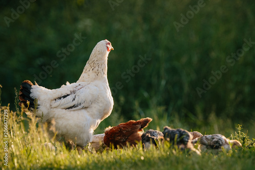 Foto Hen protecting chicks foraging in green pasture