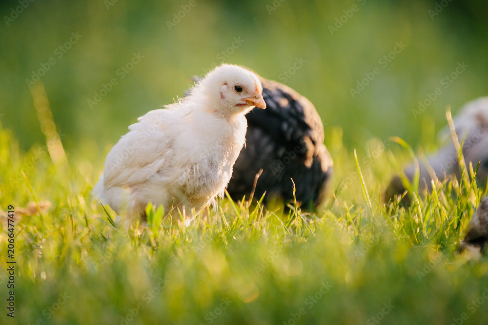 Fototapeta premium White chick walking on green grass farm yard