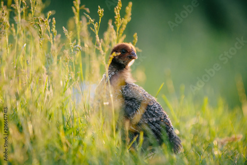 Canvas-taulu Young domestic chick exploring vibrant high grass