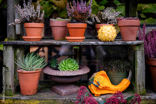 фотографія Rustic garden shelves with terracotta pots of heather, succulents and a spiky gourd in a cozy autumn garden