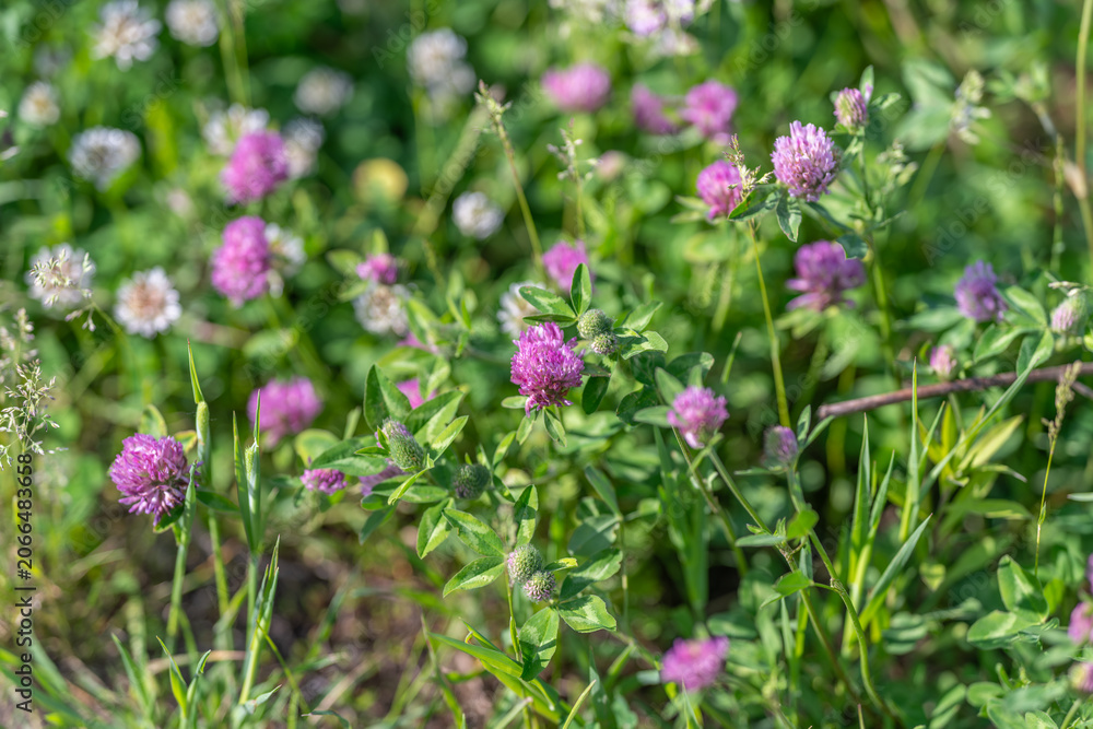 Obraz premium Field of pink clover blooms in green grass