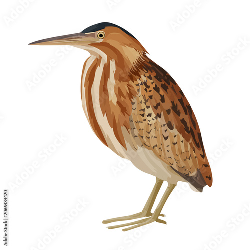 Tableau sur toile A simple and modern flat 2D vector of a Bittern, isolated on a pure white background