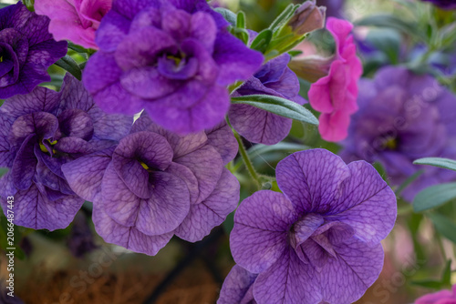 Purple and pink petunia flowers blooming in garden with vibrant colors and lush green leaves