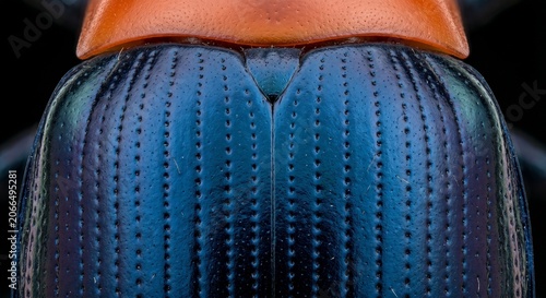 Detailed surface texture of metallic blue elytra and orange thorax on brentid beetle