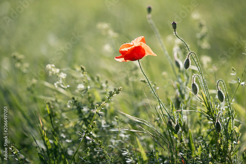 Wild Meadow Grasses and Flowers – Allergy, Pollen, Insect Habitat and Pest Control Concept