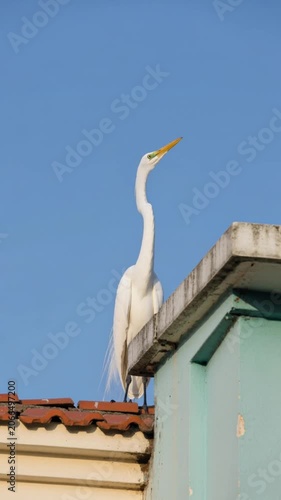 Graceful great egret subtly adjusts its gaze skyward from a sunlit terracotta rooftop.