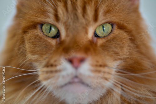Red Maine Coon Kitten Portrait – Elite Purebred Domestic Cat with Luxurious Fur