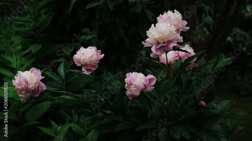 Gardening concept. Bush of blooming pink peonies in summer garden