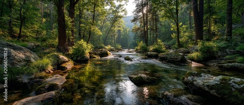 Sunlight filters through dense trees onto a rocky stream, creating a serene nature background for environmental conservation themes.