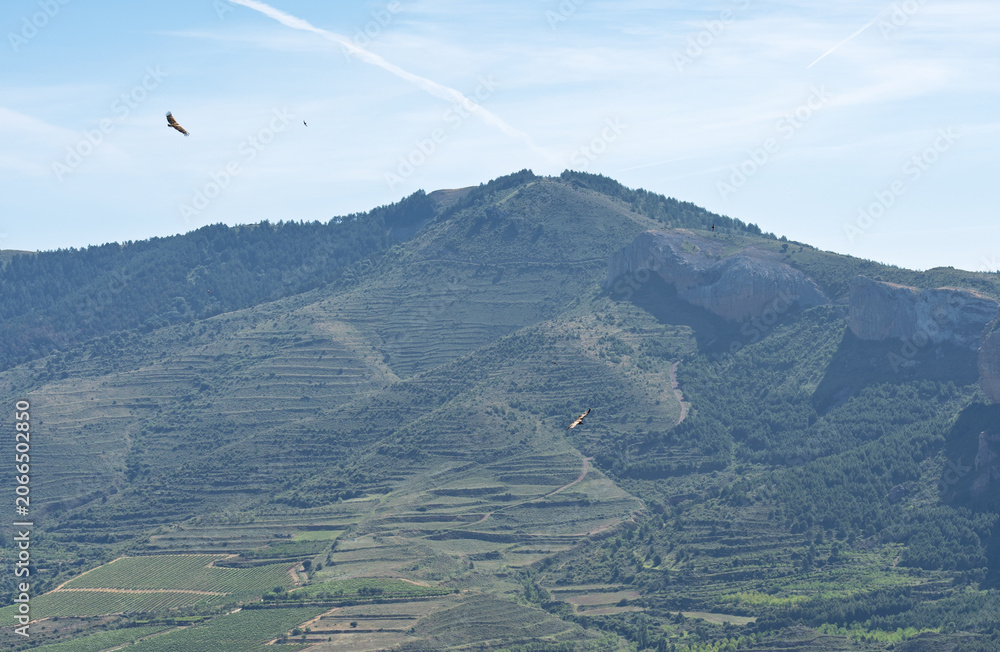 Fototapeta premium Griffon Vultures Soaring Above Terraced Hills