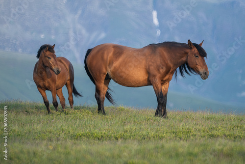 Photo of a horse and a foal on m. Mic, Romania, during summer
