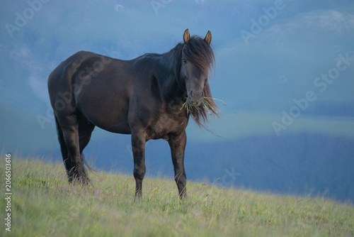 Photo of a black horse grazing on m. Mic, Romania in summer