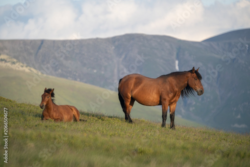 Photo of a horse and a foal on m. Mic, Romania, during summer