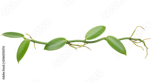 Fresh, vibrant green `Vanilla planifolia` vine with ovate leaves and aerial roots, isolated horizontally on a transparent background, macro, high-key, sharp focus, botanical freshness concept