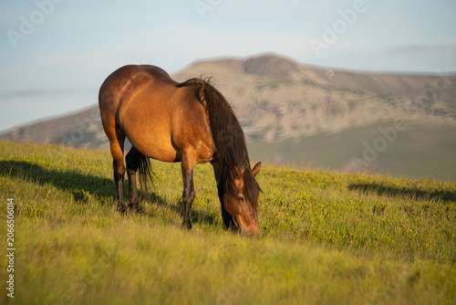 Photo of a brown horse, grazing on m. Mic, Romania during summer