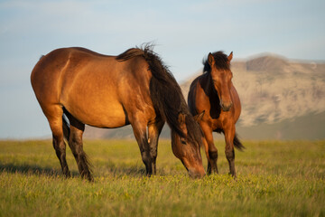 Photo of two brown horses on m. Mic, Romania, during summer