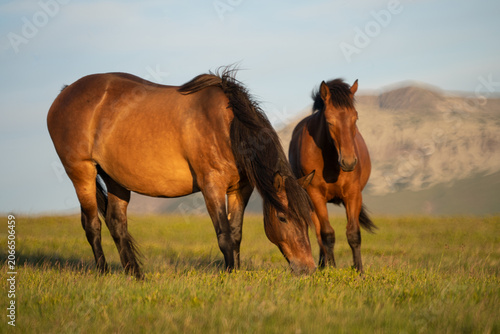 Photo of two brown horses on m. Mic, Romania, during summer