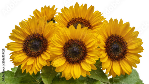 Isolated close-up of a vibrant bouquet of sunflowers, showing radiant yellow petals and dark centers