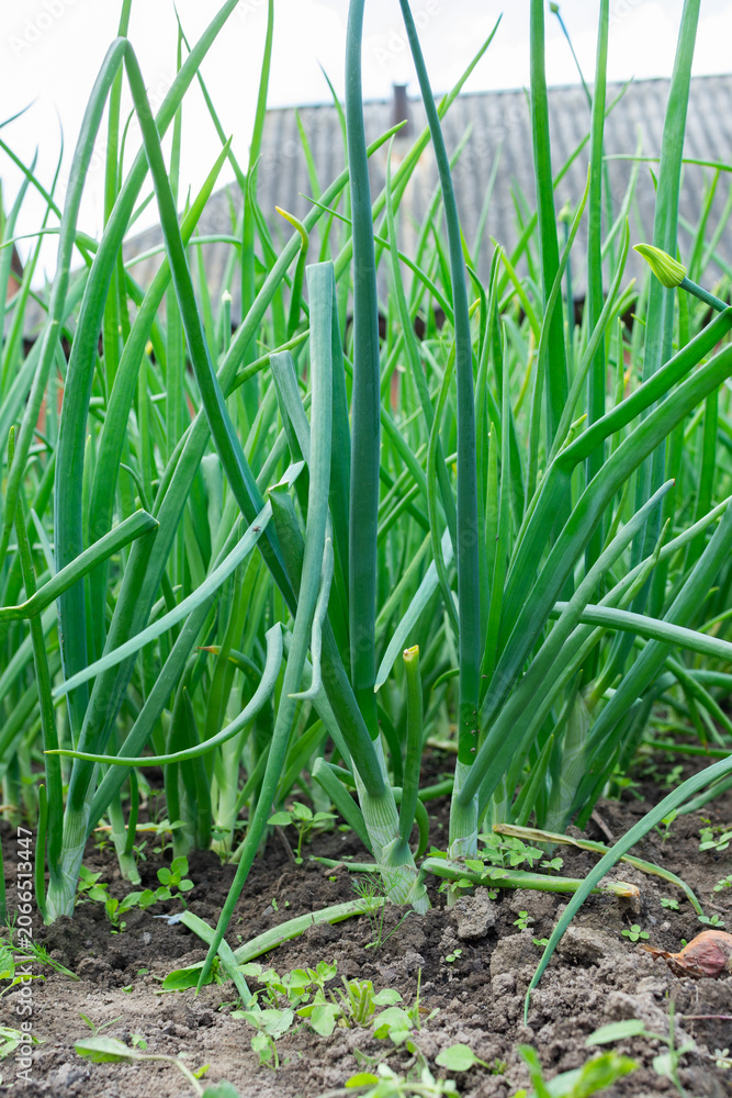 Fototapeta premium Fresh green onions stand tall in an organic garden, receiving sunlight during the summer harvest. The scene shows a vibrant growth full of life and healthy produce