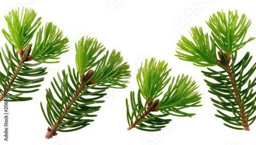 Isolated fresh green spruce tree branches with new growth in springtime, vibrant evergreen needles