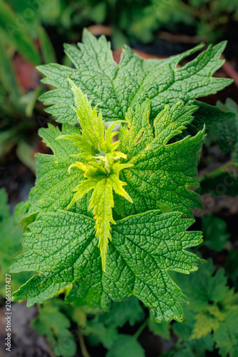 Photography Symmetrical top down view of deeply veined foliage emerging from the earth, high