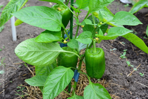 Green organic Bell Peppers Growing in a Garden on the plant