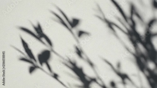 Soft leaf shadows cast on a textured white wall surface