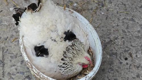 Close-up view of an elderly woman's hands carefully adding several tiny, fluffy black chicks under the protective feathers of a white broody hen sitting in a white bucket, highlighting the tender care