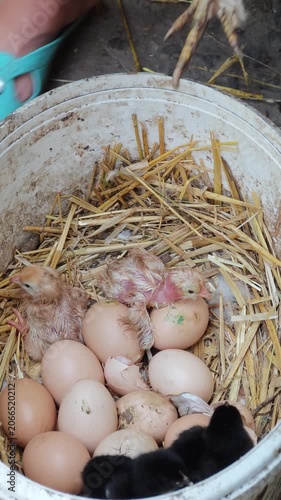 A farmer gently removes a broody hen from her improvised nest, revealing a heartwarming sight of newly hatched chicks and unhatched eggs nestled among dry straw in a rustic white bucket, celebrating