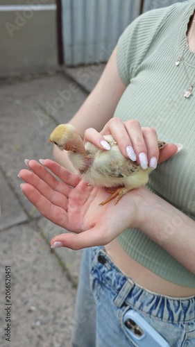 Vertical video capturing a person's hands tenderly cradling a small, adorable yellow chick, emphasizing the connection and care for young farm animals, with a gentle focus on the fragile creature.
