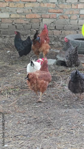 A vibrant group of farm chickens and a majestic rooster featuring various colors like brown, white, and black, freely foraging and pecking for food on the dry, straw-covered ground next to a rustic