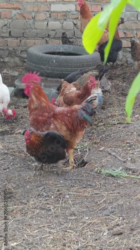 A lively flock of domestic chickens, including a colorful red rooster and several hens, actively forages on the dirt ground of a rustic farmyard, with an old brick wall and a tire creating a natural