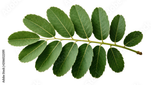 Фотография Isolated natural vibrant green pinnate leaf, rich texture and detailed venation