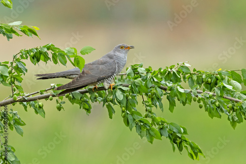 A high-quality, razor-sharp wildlife photograph of an adult Common Cuckoo (Cuculus canorus) perched horizontally on a branch filled with vibrant green leaves and small, unripe green fruits. 