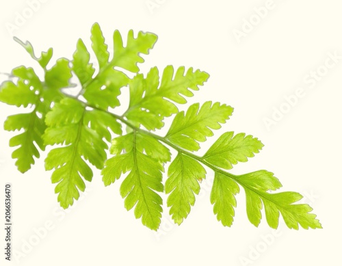 Delicate Bright Green Maidenhair Fern Fronds Isolated on White Background Photographed in a Front View Macro Shot, Evoking Fresh Spring Growth