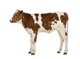 Brown and white cow standing isolated on white background