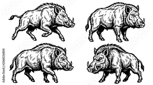 Photos Wild Boar Set Illustration