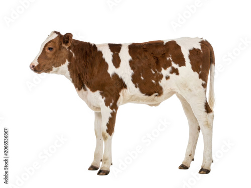 Brown and white cow standing isolated on white background