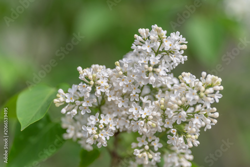 Fotografie Lilac flower bunches gathered for scent extraction purposes