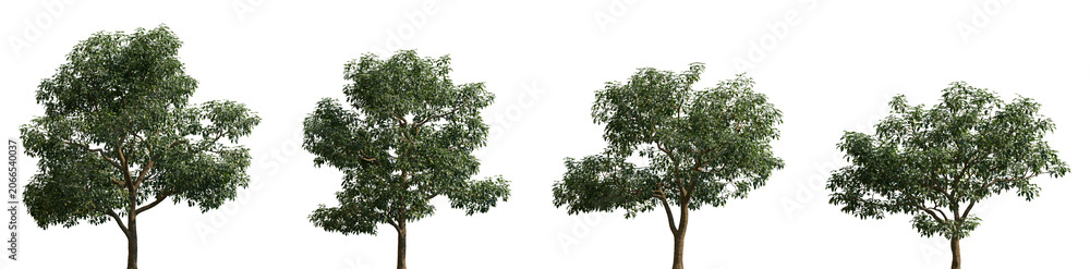 Fototapeta premium Set of Diospyros kaki (commonly known as the Japanese or Oriental persimmon) frontal set street trees isolated png in sunny daylight on a transparent background perfectly cutout