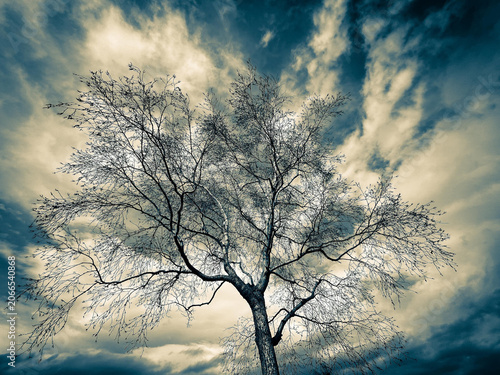 Leafless Tree Against Dramatic Cloudy Sky