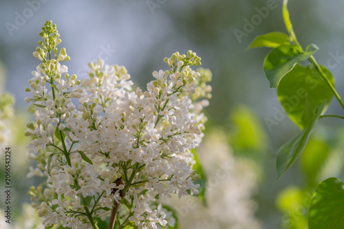 Tableau sur toile Calming floral scent